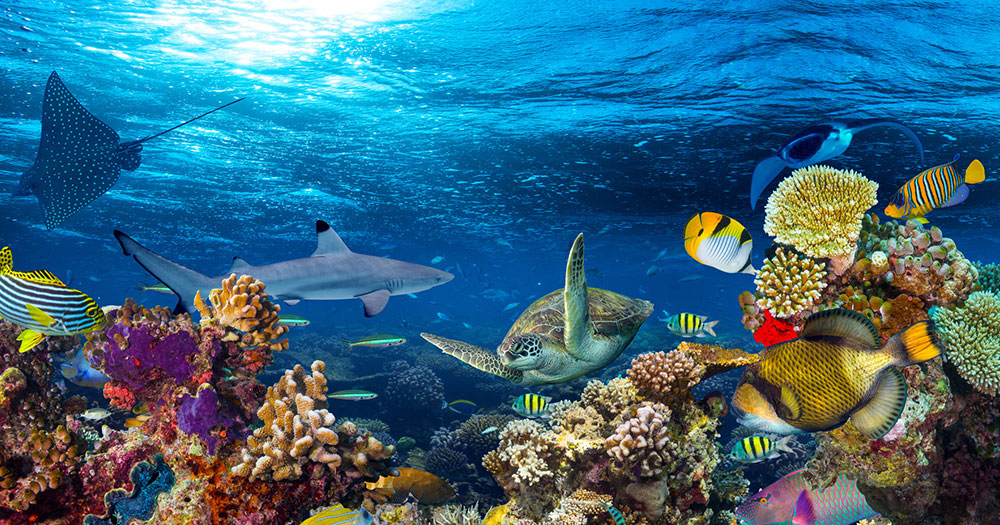 Malediven - Farbenfrohe Unterwasserwelt