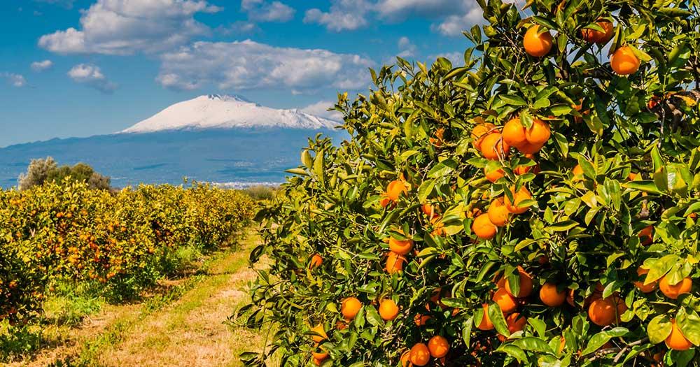 Ätna - Orangenplantage am Fuße des Vulkans