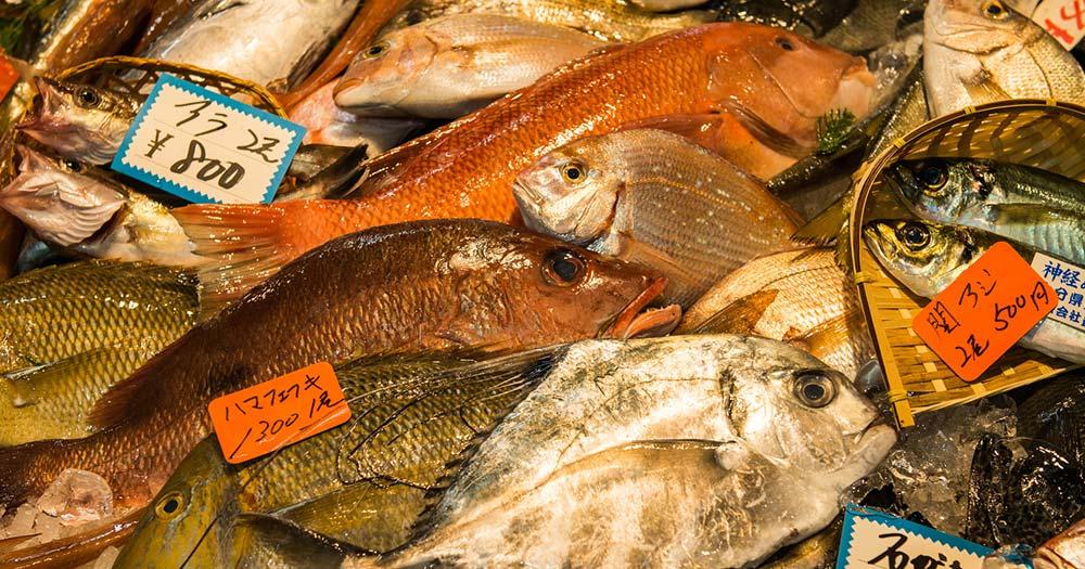 Tsukiji Fischmarkt - div. Fischsorten mit Preisschildern