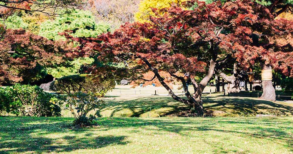 Rikugi-Park - herbstliche Laubbäume
