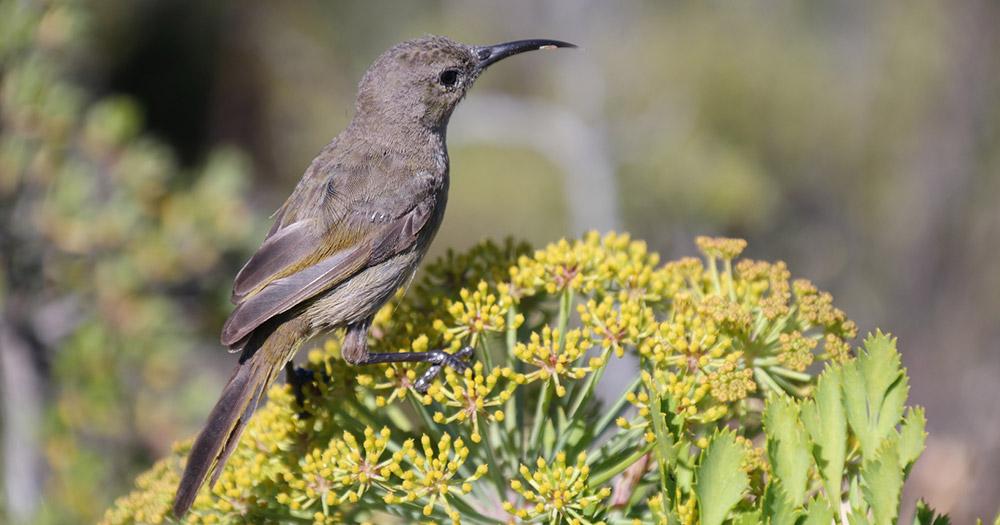 Botanischer Garten Kirstenbosch - Vogel auf Blüte
