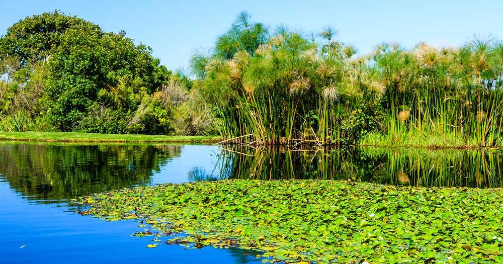 Botanischer Garten Kirstenbosch - Teich mit Pflanzen