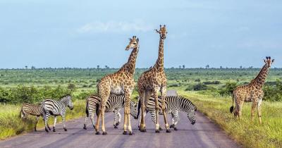Kruger Nationalpark - Giraffen und Zebras